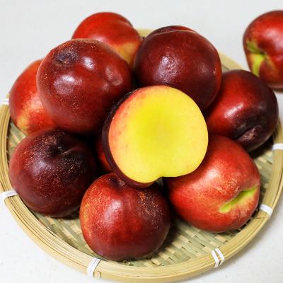 상큼하고 달달한 천도복숭아 1~2kg / 여름 과일 간식