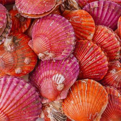 [산지직송] 국내산 통영 활 홍가리비 1kg (25~30미 내외), 1kg ~ 5kg