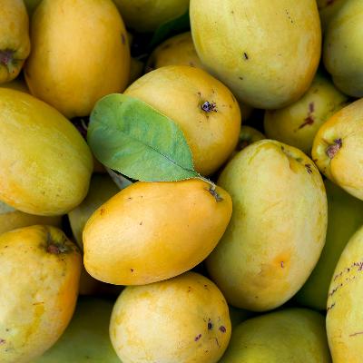 [산지직송] 국내산 경북 생모과 5kg