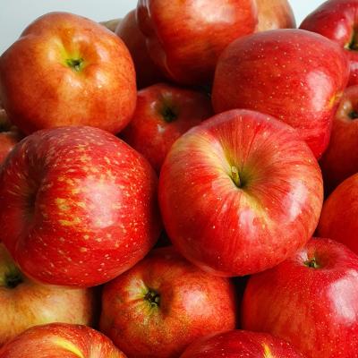 [산지직송] 아삭달콤한 경북 가정용 부사사과 2kg /4kg