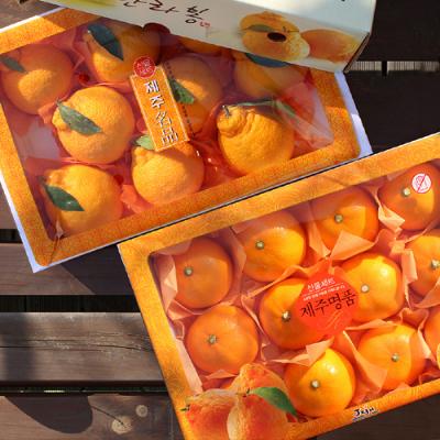 [26년설] [1+1]레드향세트3kg(13~17개입)+한라봉세트3kg(11~12개입)