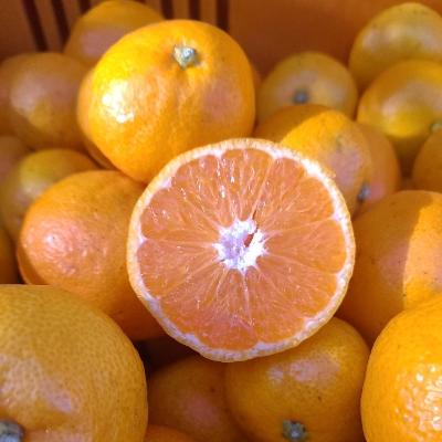 제주직송 고당도 GAP인증 스테비아농법 웰빙감귤