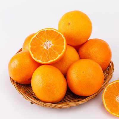 제주직송 하우스 고당도 명품 레드향 2kg - 10kg, 선물세트 구비 (22일 첫출고예정)