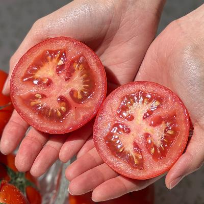 설탕 뿌린듯 달콤한 고당도 스테비아 완숙토마토 1.6kg 프리미엄 토마토 (HACCP인증)