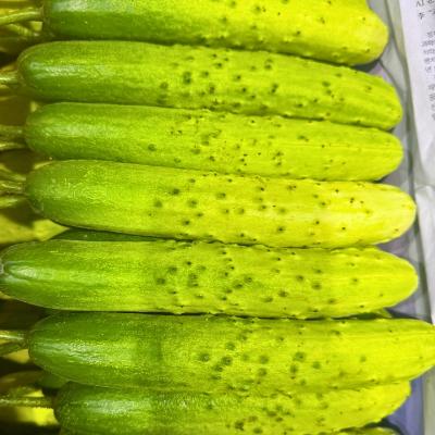 아삭하고 맛있는 백다다기 오이 2kg ~ 10KG 백오이 스낵 청오이