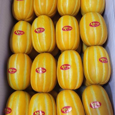 산지직송 성주 고당도 꿀참외 제철참외 2~10kg (혼합과/가정용/정품)