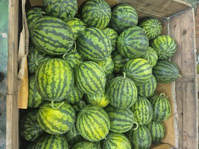 산지직송 당도보장 국내산 꿀수박 하우스수박 4kg~7kg 달콤한 제철수박